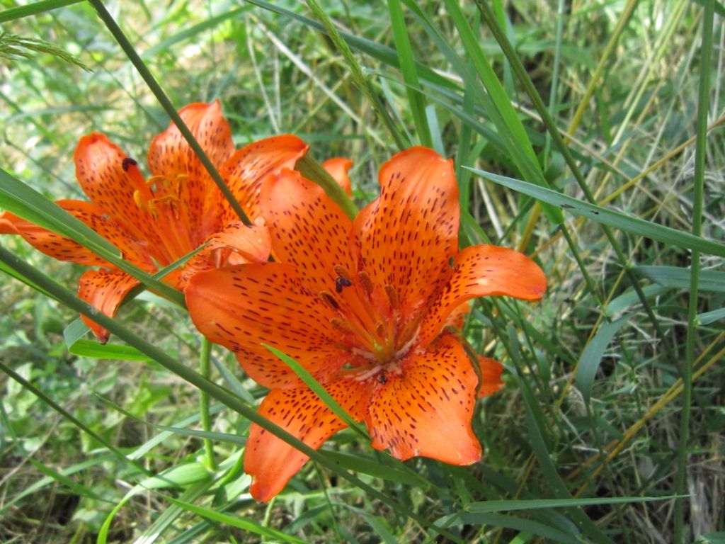 Lilium bulbiferum subsp croceum